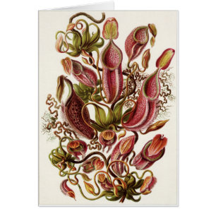 Carte d'art d'Ernst Haeckel : Nepenthaceae