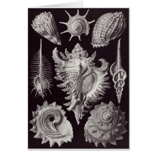 Carte d'art d'Ernst Haeckel : Prosobranchia