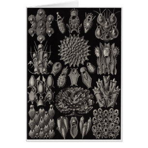 Carte d'art Ernst Haeckel :Bryozoa