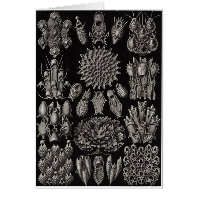 Carte d'art Ernst Haeckel :Bryozoa (Devant)