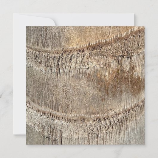 Carte Date Palm Tree Trunk Texture Fermer Photo Image (Devant)
