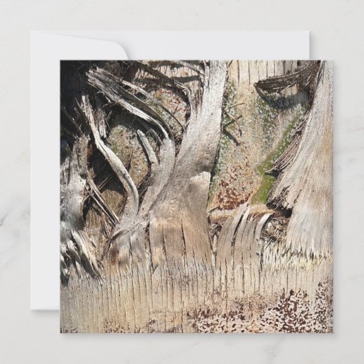 Carte Date Palm Tree Trunk Texture Fermer Photo Image (Devant)