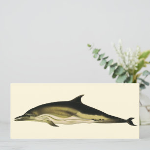 Carte Dauphin Delphinus Delphis, Animaux Marins Rétro