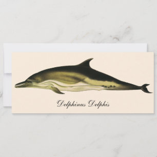 Carte Dauphin Delphinus Delphis, Animaux Marins Rétro