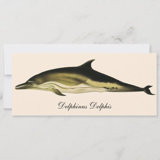 Carte Dauphin Delphinus Delphis, Mammifères Marins Vinta (Devant)