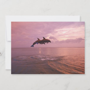 Carte Dauphins en voie de disparition au coucher du sole