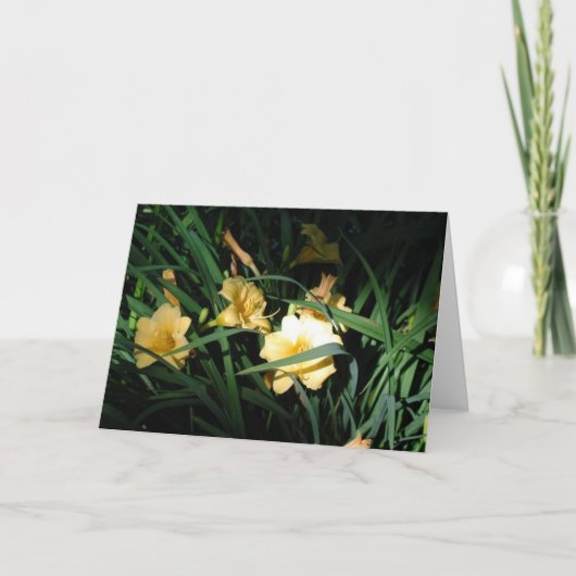 Carte Daylilies (Devant)