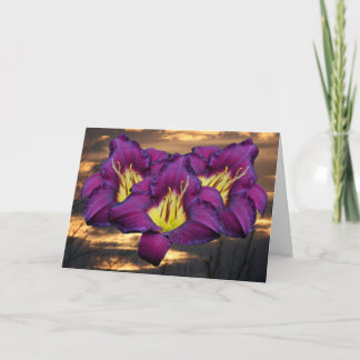 Carte Daylily 'Bela Lugosi