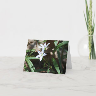 Carte de beauté de printemps (Claytonia virginica)