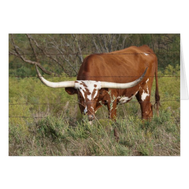 Carte de beauté Red Longhorn (Devant horizontal)