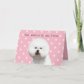 Carte de Bichon Frise (Devant)
