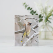 Carte de billet pour le cèdre (Debout devant)