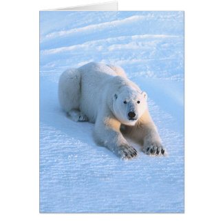 Carte de bleu d'ours blanc