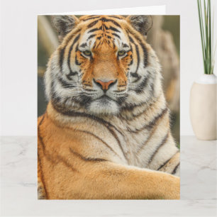 CARTE DE BON ANNIVERSAIRE TIGRE DU BENGALE