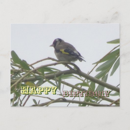 Carte de Bonne Anniversaire Chardonneret Coloré (Devant)