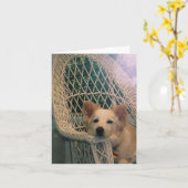 Carte de Border Collie Rouge Australien (Fleur jaune)