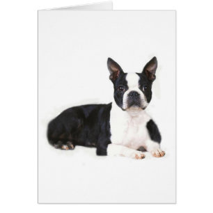 Carte de Boston Terrier