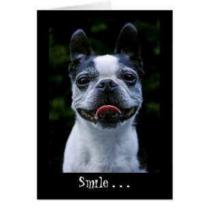 Carte de Boston Terrier de sourire