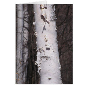 Carte de bouleau blanc (Betula papyrifera)