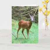 Carte de Brocard de Chevreuil – Chevreuil de Faune (Fleur jaune)