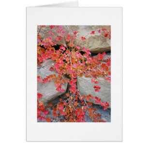 Carte de Bush de groseille à maquereau