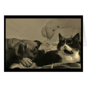 Carte de câblodistribution pour chien et chat