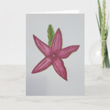 Carte de cactus floraux
