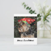 Carte de carte postale de Yorkshire Terrier de (Debout devant)