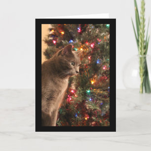 Carte de Cat