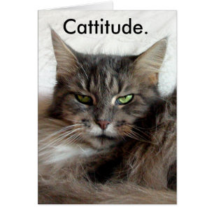 Carte de Cattitude