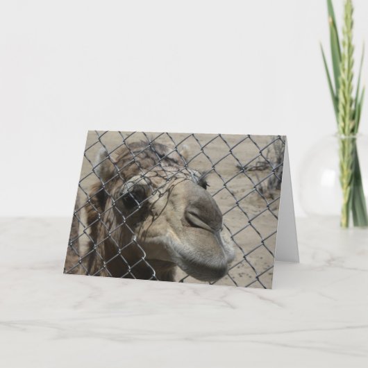 Carte de chameau bonjour (Devant)