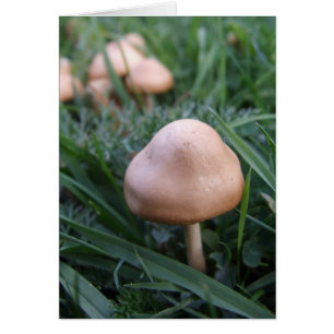 Carte de champignons