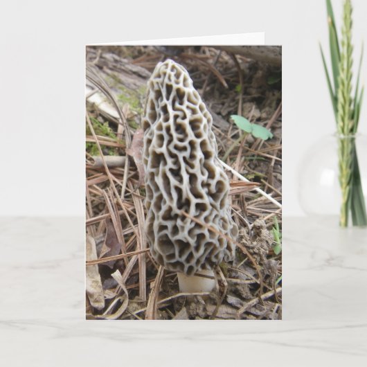 Carte de champignons Morel (Devant)