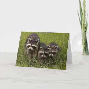 Carte de chasse à oeufs