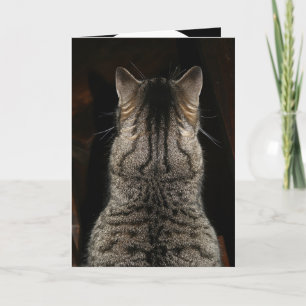 Carte de chat criant "SURPRISE ! JOYEUX ANNIVERSAI