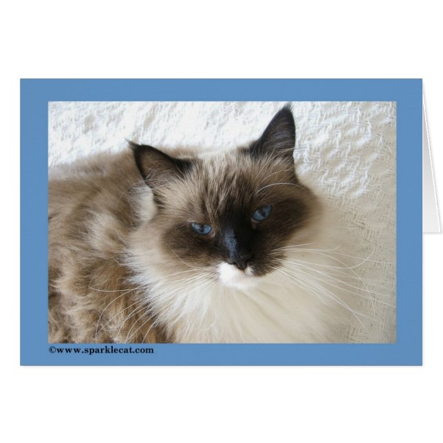 Carte de chat de Ragdoll (Devant horizontal)