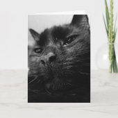 Carte de chat noir (Devant)