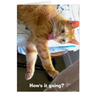 Carte de chat orange fou