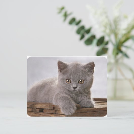 carte de chaton gris mignon (Debout devant)
