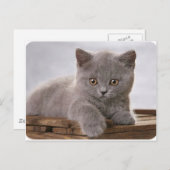 carte de chaton gris mignon (Devant / Derrière)