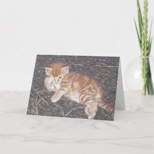 Carte de chaton sauvage au tabby orange