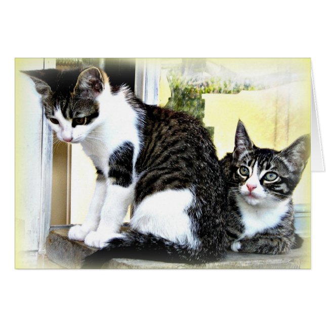 carte de chattes mignonnes (Devant horizontal)