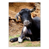 CARTE DE CHÈQUE CUTE (Devant)