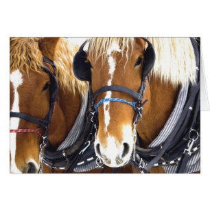 Carte de chevaux de trait de Clydesdale