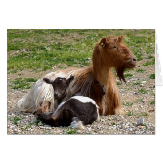 Carte de chèvre (Devant horizontal)