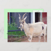 carte de chèvre (Devant / Derrière)