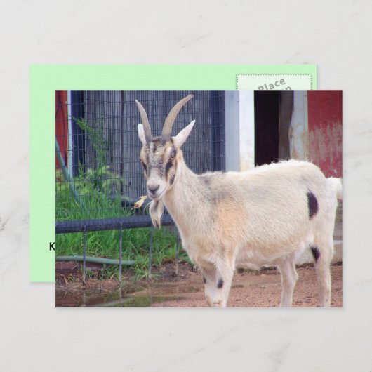 carte de chèvre (Devant / Derrière)