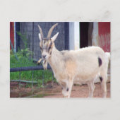 carte de chèvre (Devant)