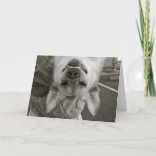 Carte de chien de joyeux anniversaire