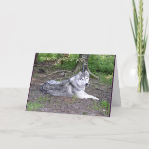 CARTE DE CHIEN DE TRAÎNEAU SIBÉRIEN